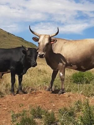 Qurban animal service
