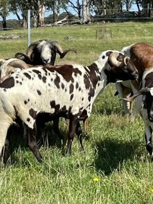 Sadaqah animal service