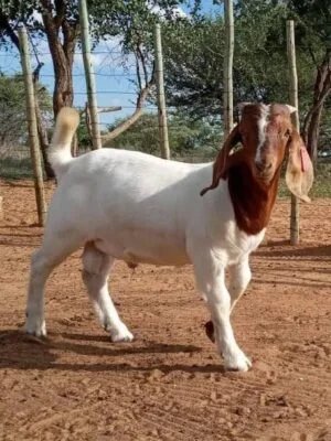 Nazar animal service