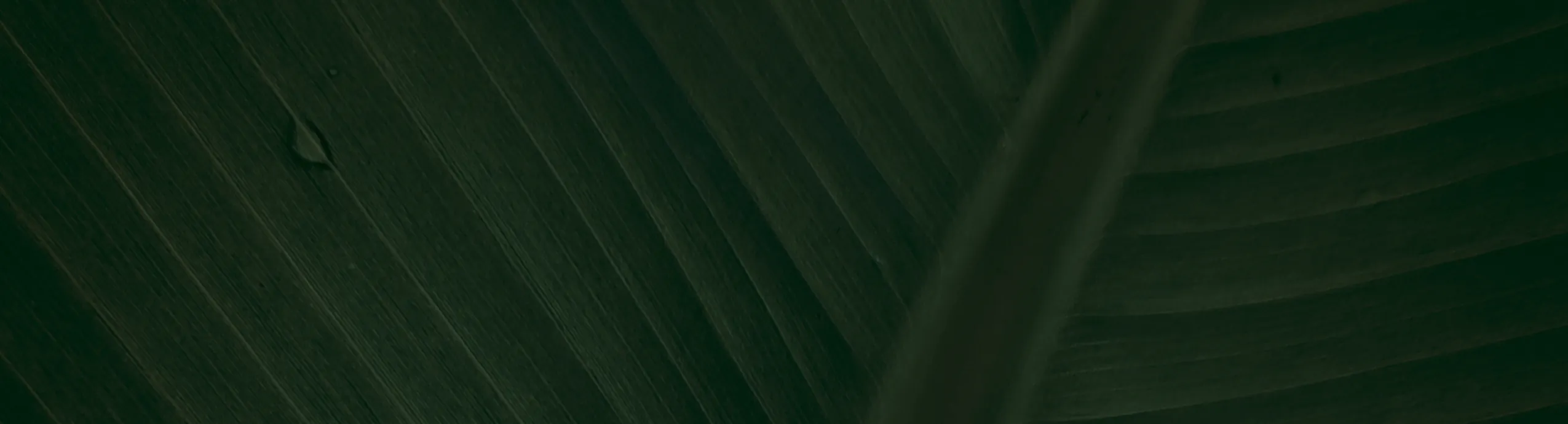 Cattle Share-1 Share