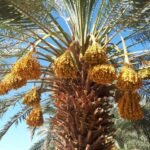 Qurban Namibia Dates