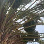 Qurban Namibia Dates