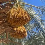 Qurban Namibia Dates
