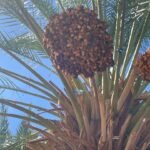 Qurban Namibia Dates