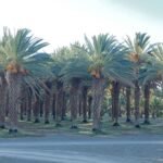 Qurban Namibia Dates