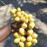 Qurban Namibia Dates