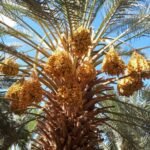 Qurban Namibia Dates