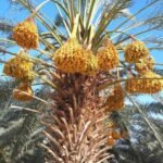 Qurban Namibia Dates