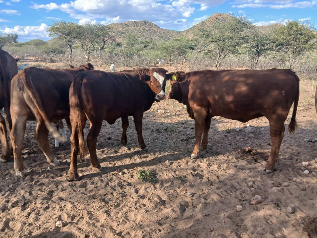 Premium Namibian Meat